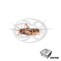 Dose Sigillatus Adulti