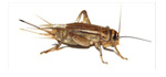 grilli acheta domestica