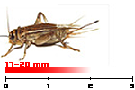 acheta adulti