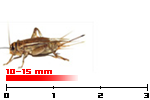acheta medi