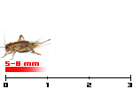 acheta small