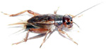 grilli assimilis