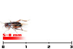 grilli assimilis small