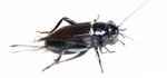grilli bimaculatus