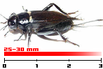 grillo bimaculatus adulto