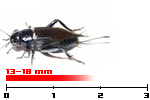 bimaculatus medi