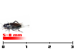 grilli bimaculatus small