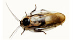 Blatte ornamentali e altre blatte