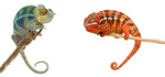 Redbug: Kit per Camaleonti
