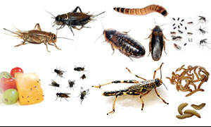 Cibo vivo e insetti per rettili