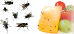 mosche e drosofile attere