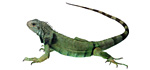 Iguana