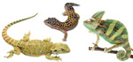 animali insettivori