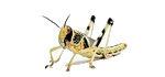 locusta gregaria