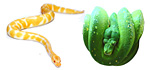 serpenti