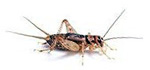 grilli sigillatus