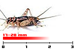 grilli sigillatus adulti