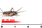 grilli sigillatus medi