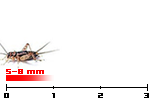 grillo sigillatus medi