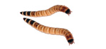 caimani, zoophobas morio