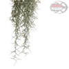 Exo-Terra Spanish Moss - Pianta finta in plastica