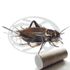 Tubo 700 Bimaculatus Adulti