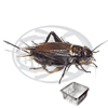Dose Bimaculatus Adulti