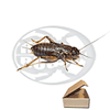 Tubo 350 Bimaculatus Medi