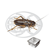 Dose Bimaculatus Medi