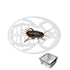 Dose Bimaculatus Small