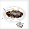 Blatte Nauphoeta Cinerea