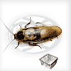 Blatte Blaberus Craniifer