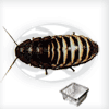 Blatte Gromphadorhina Grandidieri