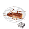 Blatte Lateralis