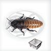 Blatte Gromphadorhina Portentosa