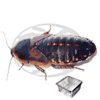 blaptica dubia adulte
