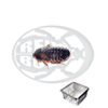 blaptica dubia small