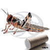 Tubo 100 Locusta Gregaria Adulte