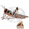 Tubo 50 Locusta Gregaria Adulte