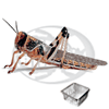 Dose Locusta Gregaria Adulte