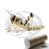Tubo 100 Locusta Gregaria Standard