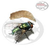 Dose Larve di Mosca (Lucillia caesar) - 'Pinkys'