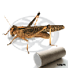 Tubo 100 Locusta Migratoria Adulte