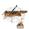 Tubo 50 Locusta Migratoria Adulte