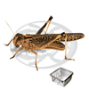 Dose Locusta Migratoria Adulte