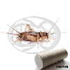 Tubo 1000 Sigillatus Adulti