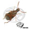 Insetto dei fagioli (Callosobruchus maculatus)