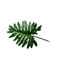 Lucky Reptile Split Philo Leaf - Foglia di Filodendro