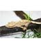 Rhacodactylus Ciliatus