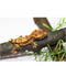 Rhacodactylus Ciliatus
